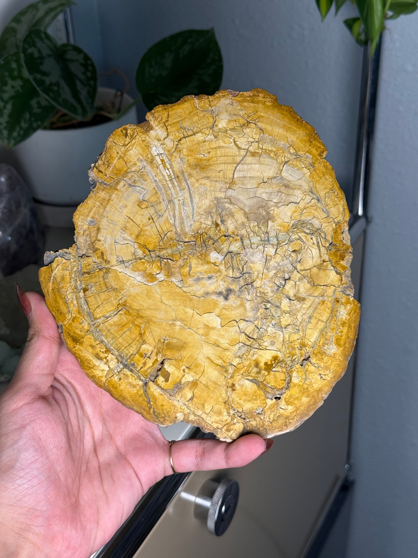 Petrified Wood Slab B