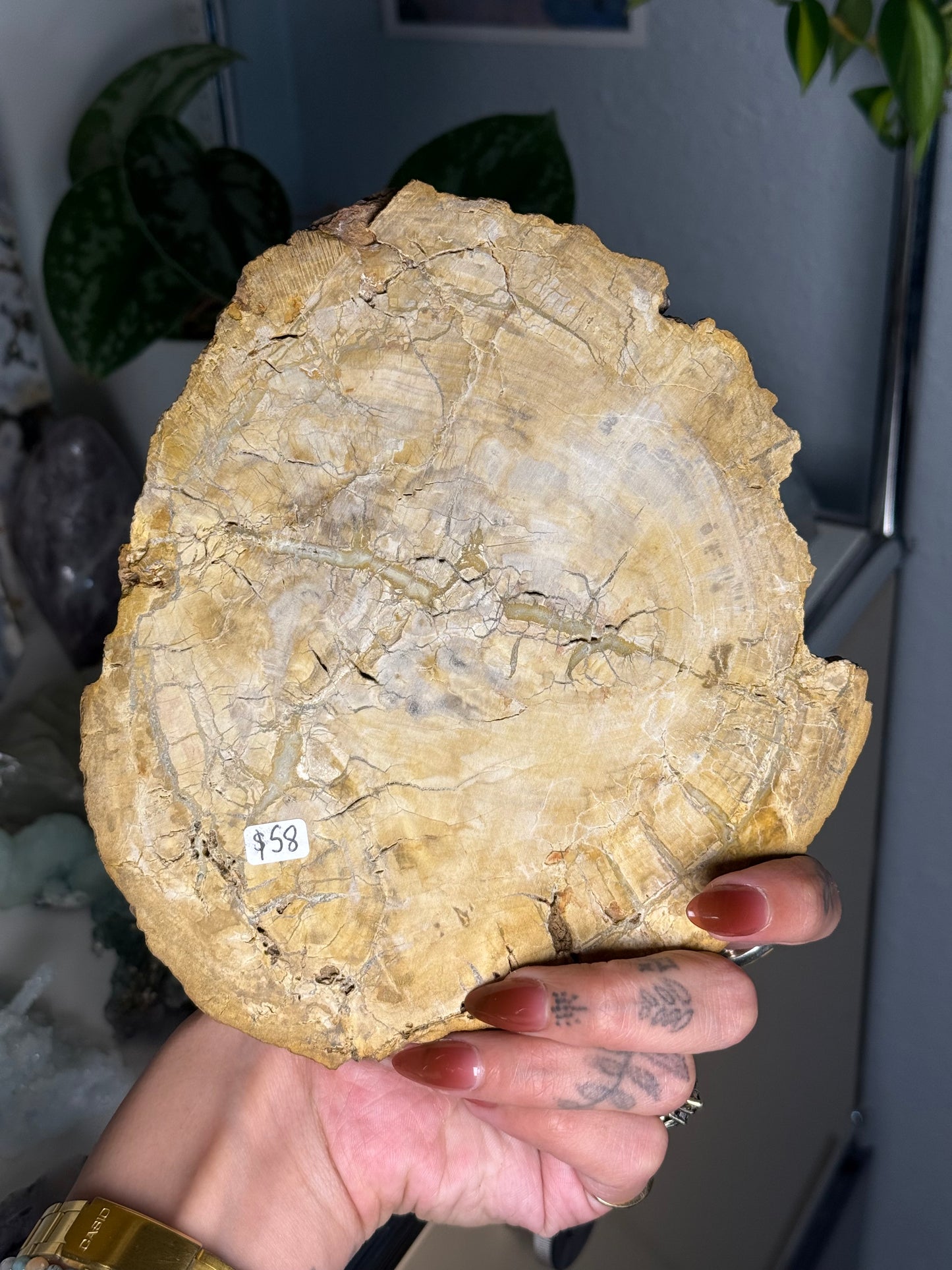 Petrified Wood Slab B