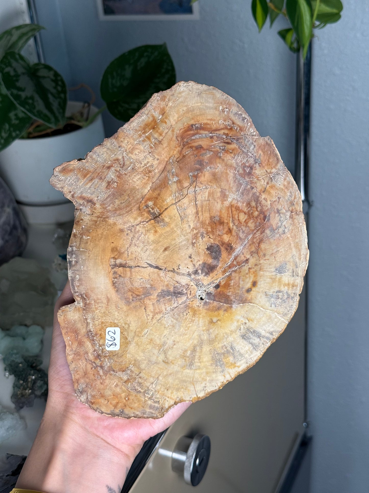 Petrified Wood Slab A