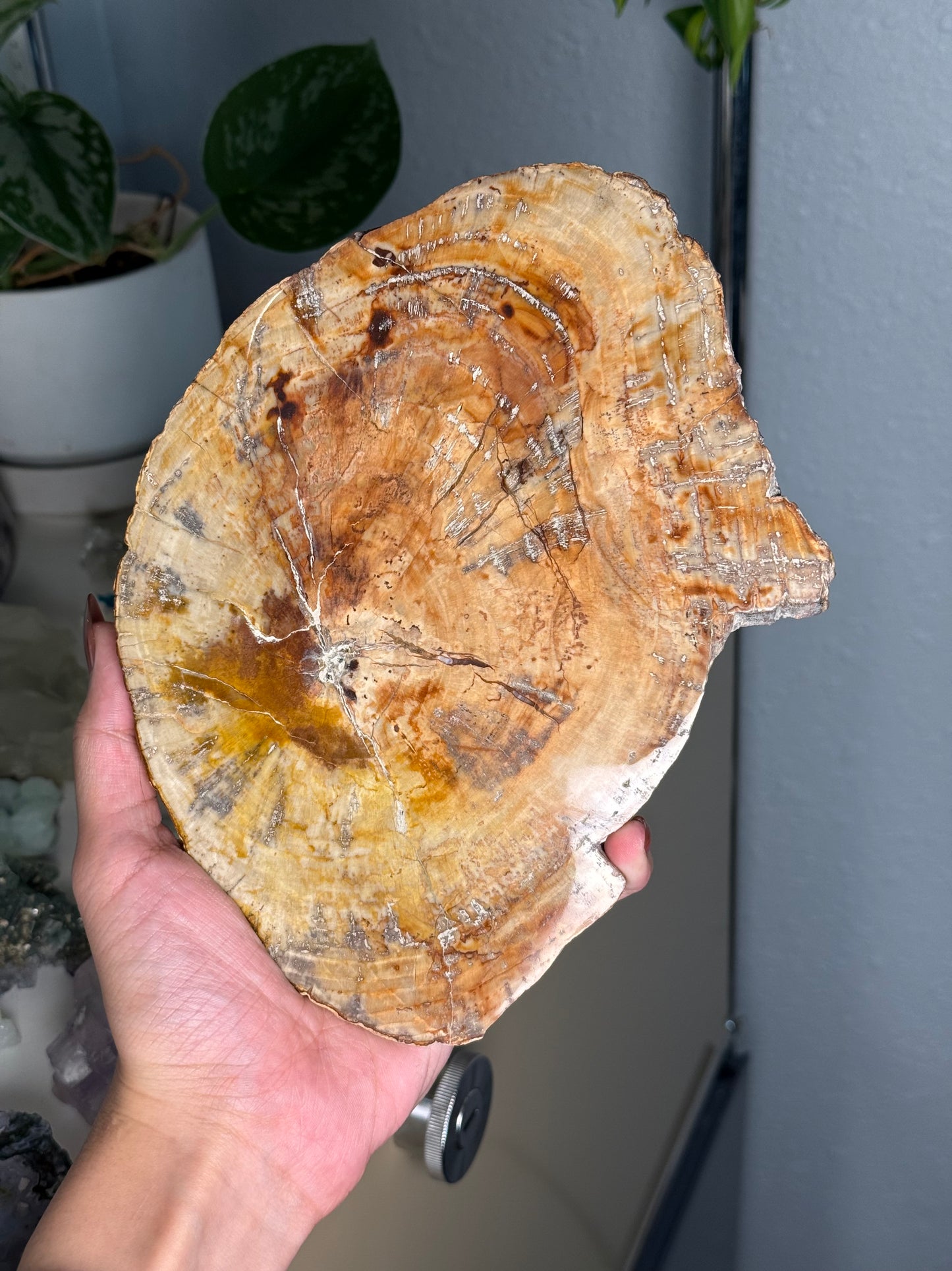 Petrified Wood Slab A